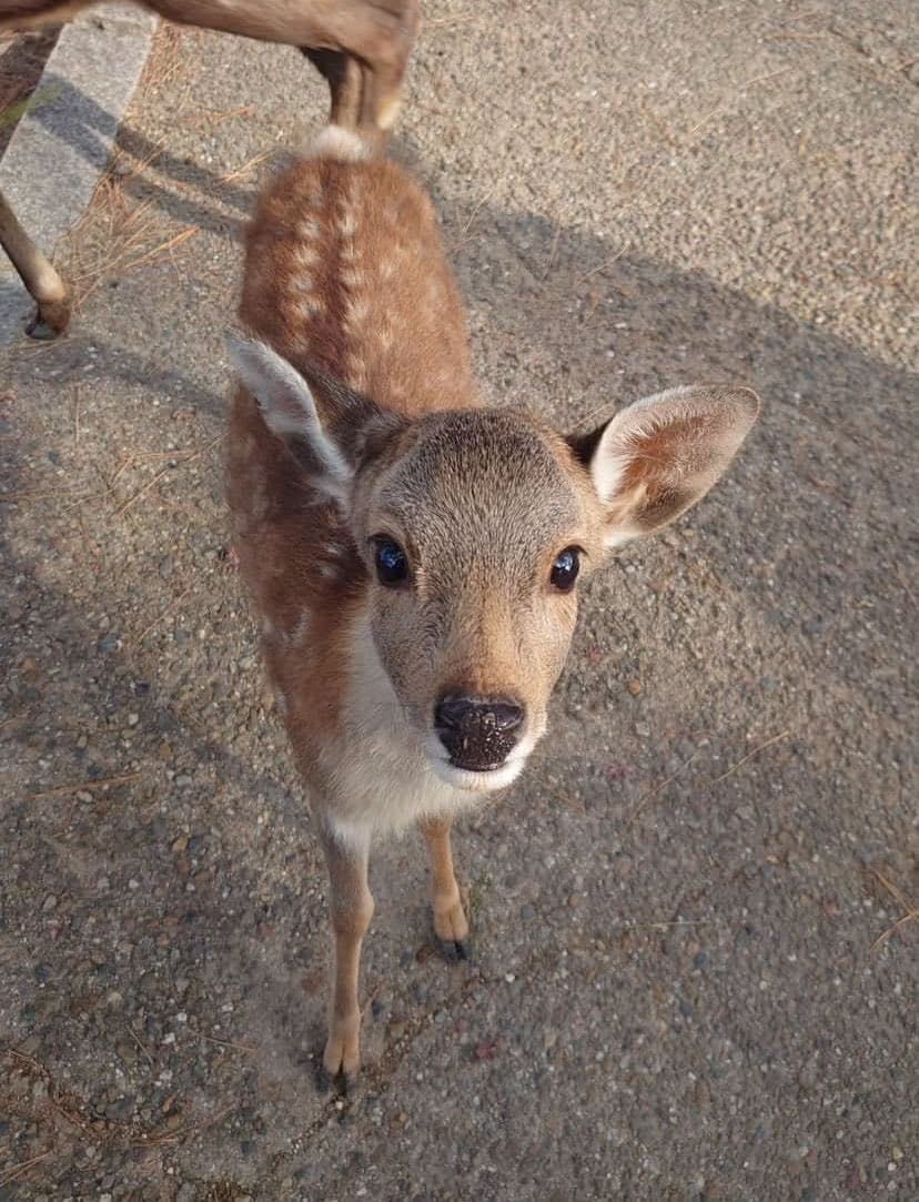Fawn rescue community