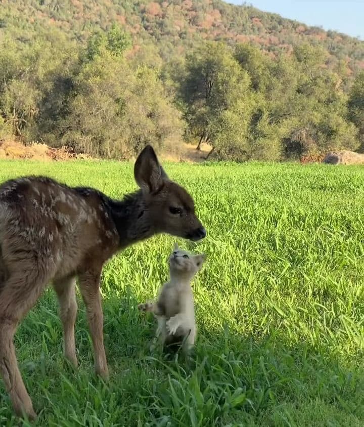 Fawn rescue community