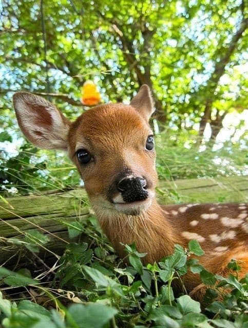 Fawn rescue community