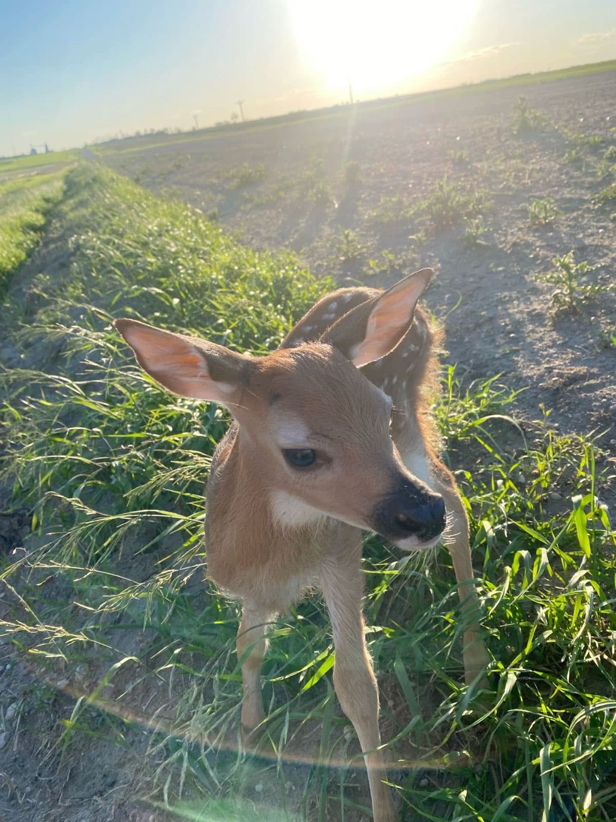 Fawn rescue community
