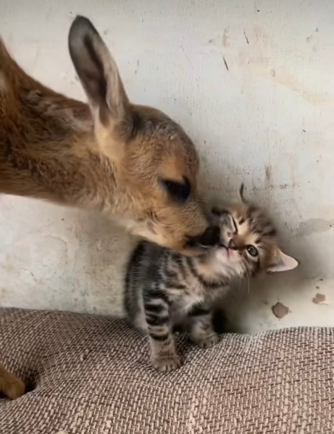 Fawn being cared for